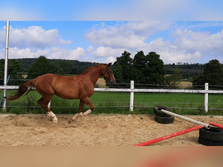 Hannoveriano Yegua 19 años 160 cm Alazán in Hameln