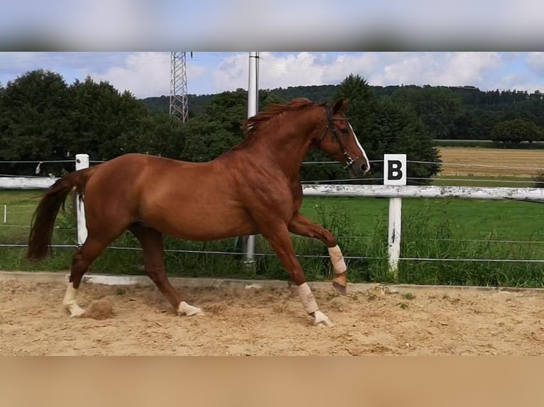 Hannoveriano Yegua 19 años 160 cm Alazán in Hameln