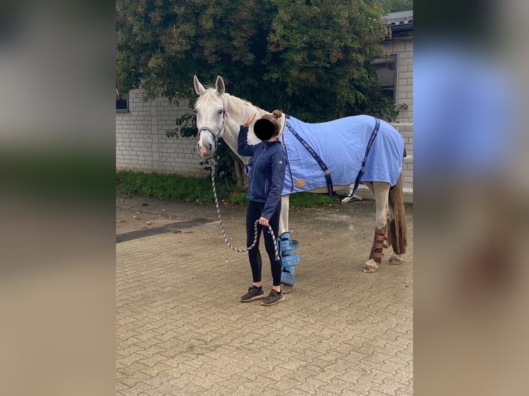 Hannoveriano Yegua 19 años 174 cm Tordo picazo in BorkenBorken (Hessen)