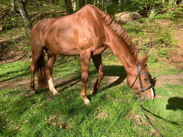 Hannoveriano Yegua 1 año 150 cm Alazán in Bad Arolsen