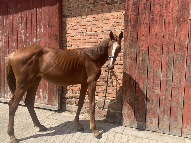 Hannoveriano Yegua 1 año 150 cm Alazán in Bad Arolsen