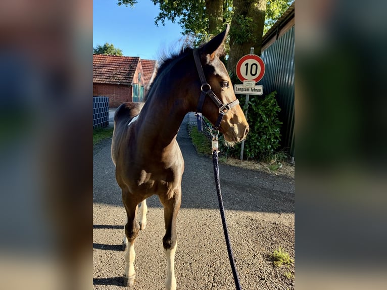 Hannoveriano Yegua 1 año 150 cm Castaño in Neuenhaus