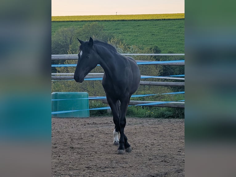 Hannoveriano Yegua 1 año 164 cm Castaño oscuro in Herren-Sulzbach