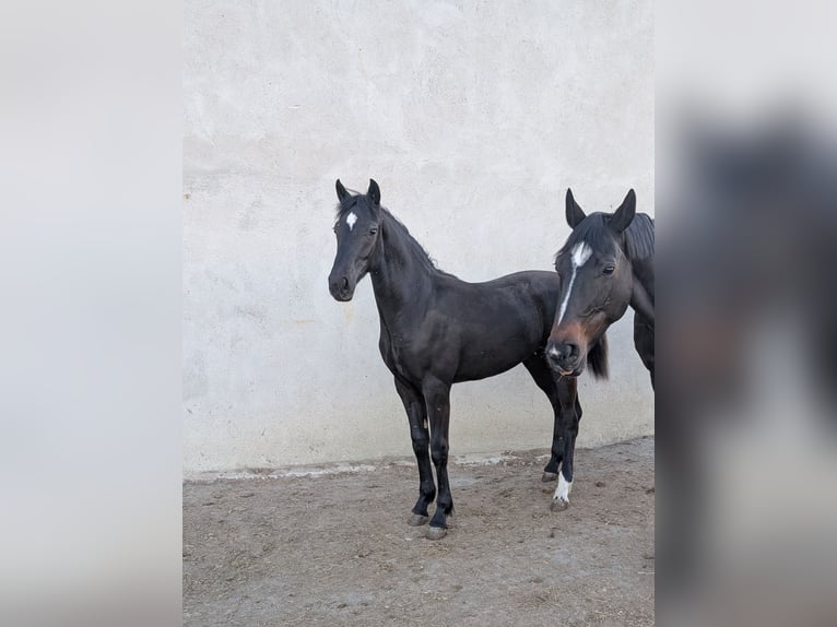 Hannoveriano Yegua 1 año 164 cm Castaño oscuro in Herren-Sulzbach