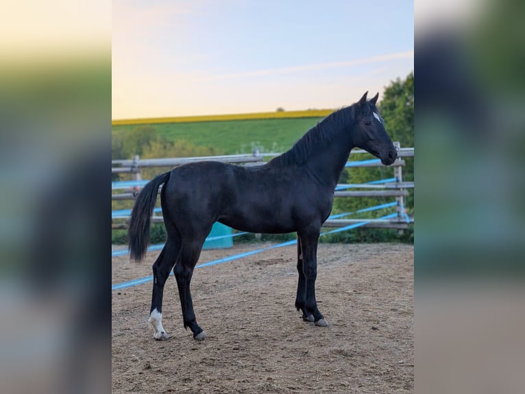 Hannoveriano Yegua 1 año 164 cm Castaño oscuro in Herren-Sulzbach