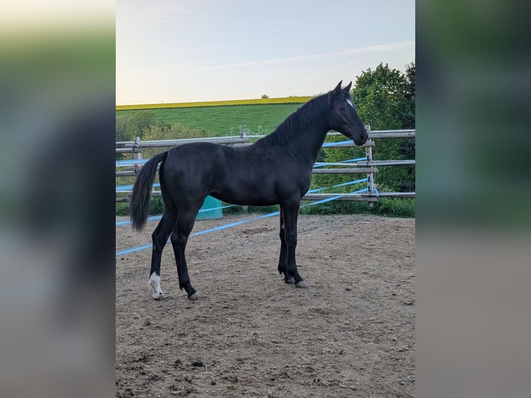 Hannoveriano Yegua 1 año 164 cm Castaño oscuro in Herren-Sulzbach