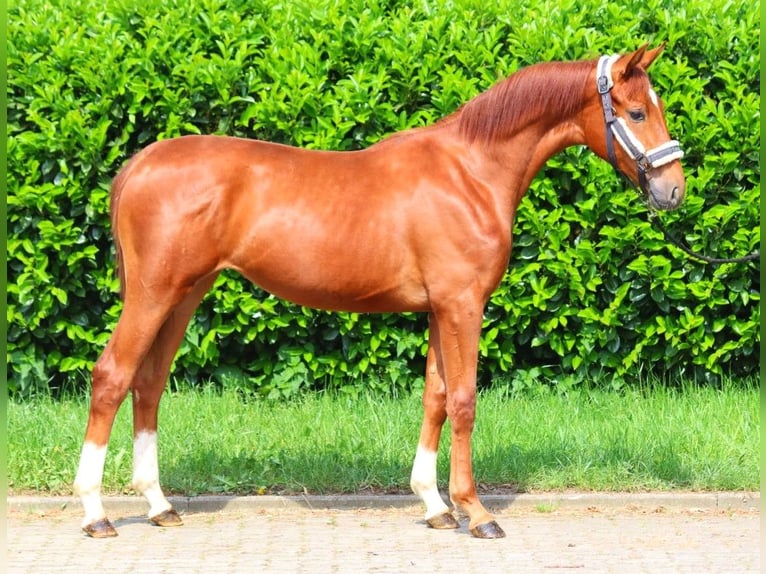 Hannoveriano Yegua 1 año 165 cm Alazán in Selsingen