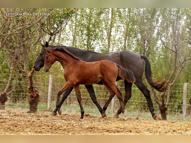 Hannoveriano Mestizo Yegua 1 año 165 cm Castaño in Générac