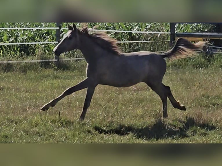 Hannoveriano Yegua 1 año 165 cm Musgo in Langenau