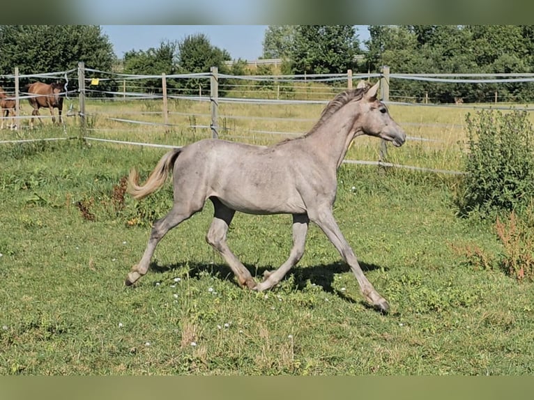 Hannoveriano Yegua 1 año 165 cm Musgo in Langenau