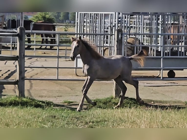 Hannoveriano Yegua 1 año 165 cm Musgo in Langenau