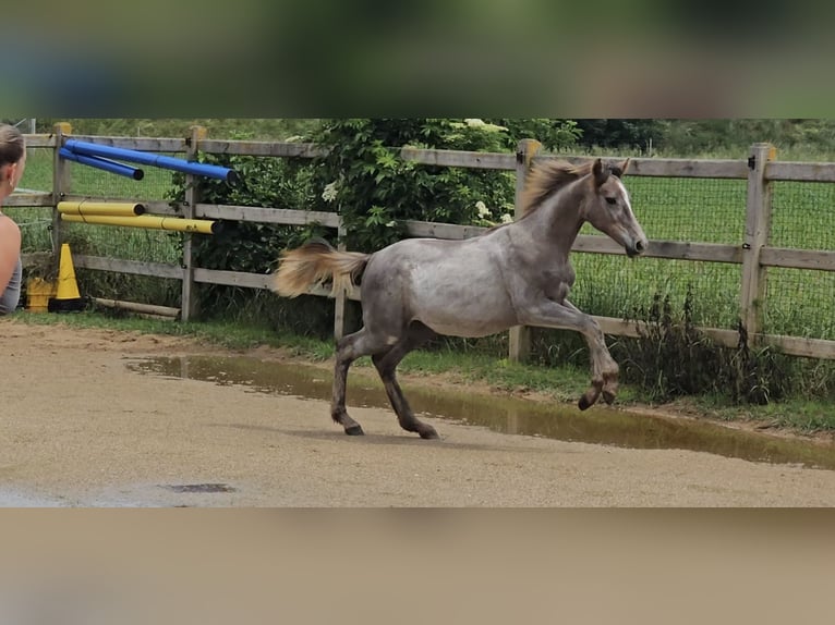 Hannoveriano Yegua 1 año 165 cm Musgo in Langenau