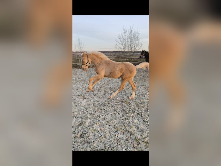 Hannoveriano Yegua 1 año 166 cm Palomino in Weiskirchen