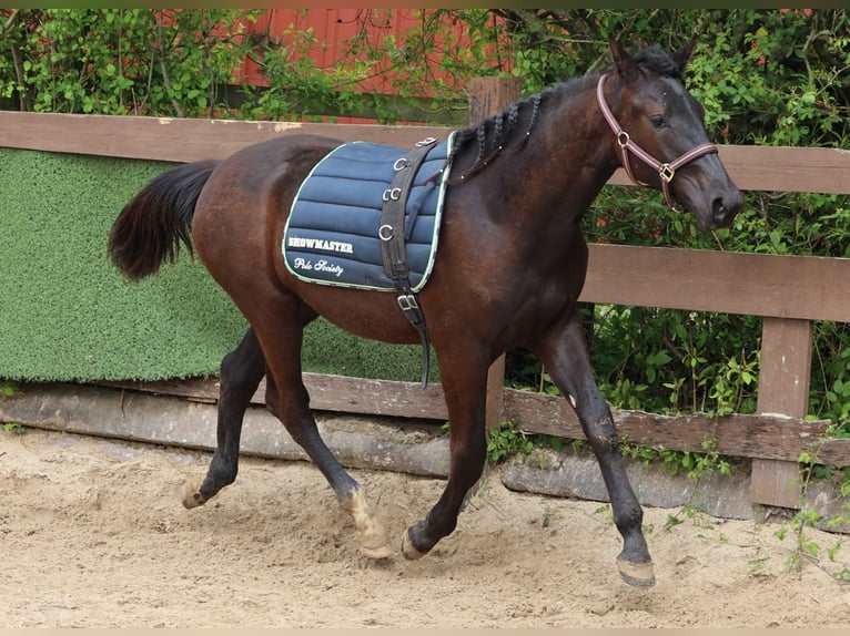 Hannoveriano Yegua 1 año 167 cm Morcillo in Sinntal