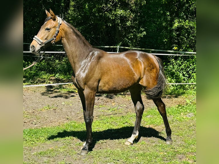 Hannoveriano Yegua 1 año 168 cm Castaño oscuro in Verl