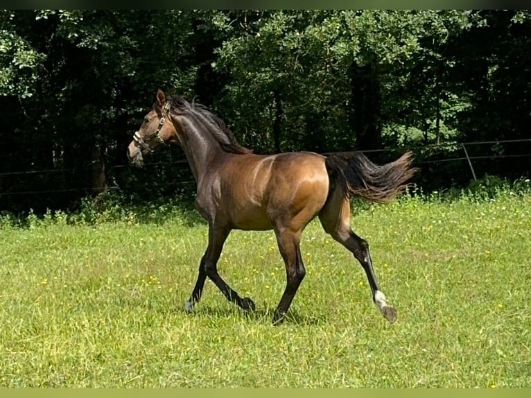 Hannoveriano Yegua 1 año 168 cm Castaño oscuro in Verl