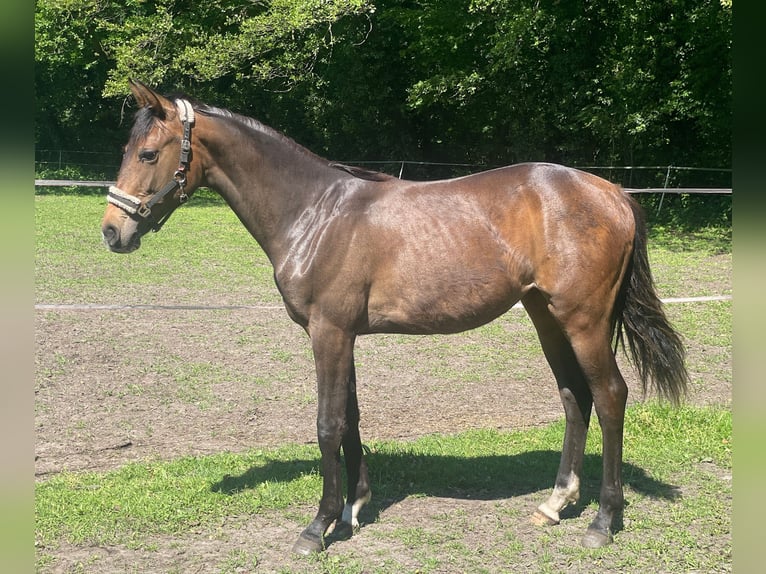 Hannoveriano Yegua 1 año 168 cm Castaño oscuro in Verl