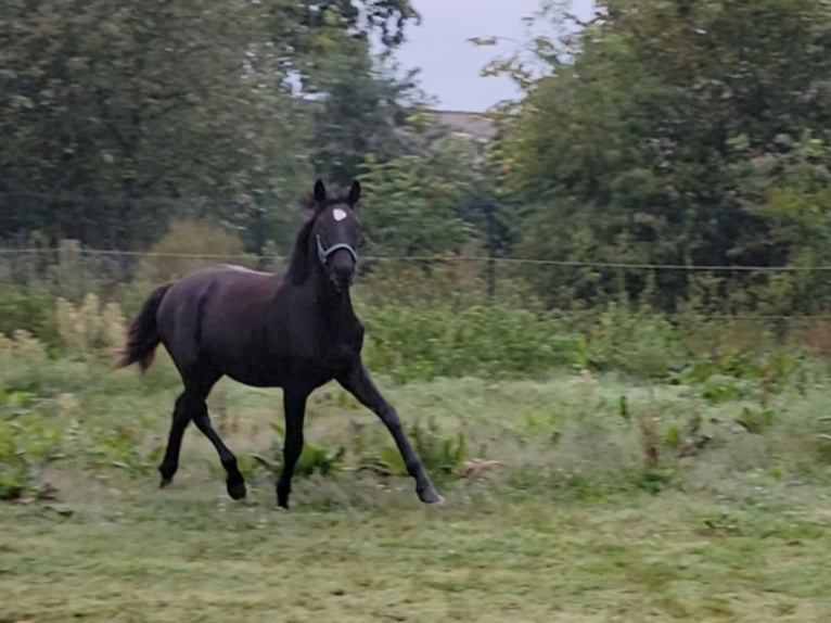 Hannoveriano Yegua 1 año 168 cm Negro in Celle