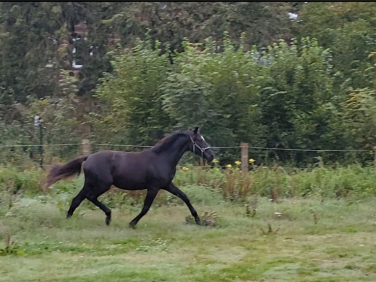 Hannoveriano Yegua 1 año 168 cm Negro in Celle