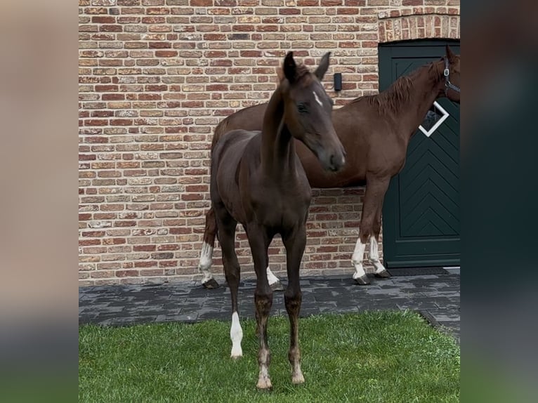 Hannoveriano Yegua 1 año 170 cm Alazán-tostado in Handrup