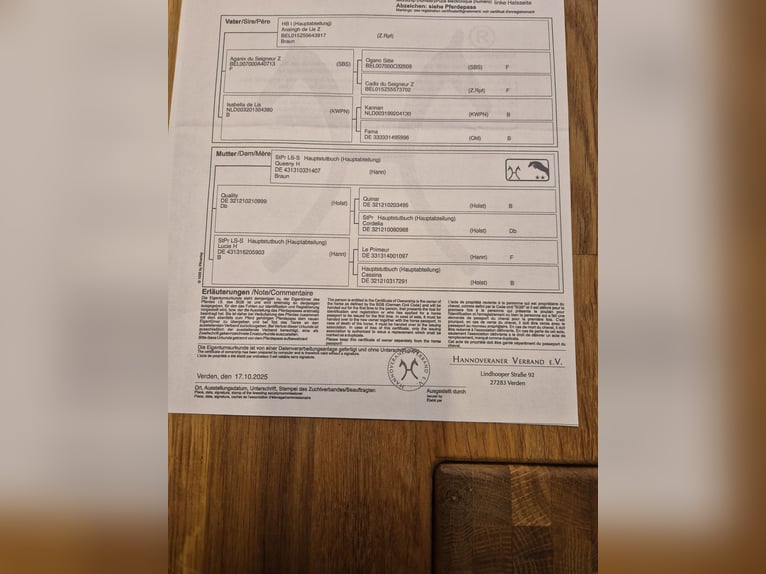 Hannoveriano Yegua 1 año 170 cm Castaño in Bomlitz