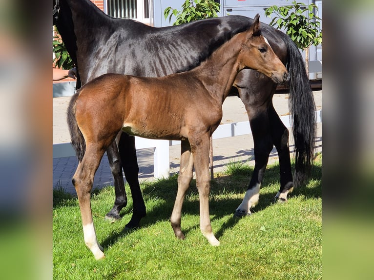 Hannoveriano Yegua 1 año 170 cm Castaño oscuro in Spahnharrenstätte