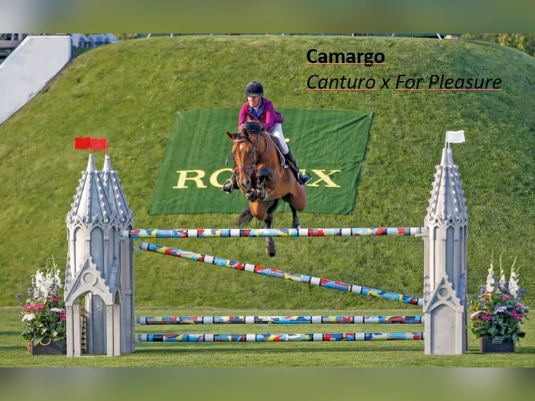 Hannoveriano Yegua 1 año 175 cm Castaño in Schillsdorf