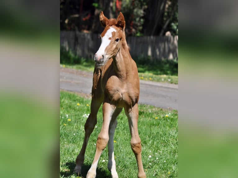 Hannoveriano Yegua 1 año Alazán in Ostercappeln