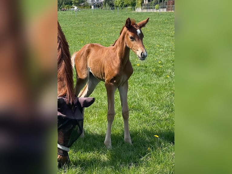 Hannoveriano Yegua 1 año Alazán in Ostercappeln