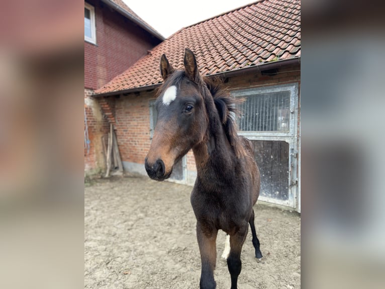 Hannoveriano Yegua 1 año in Einbeck