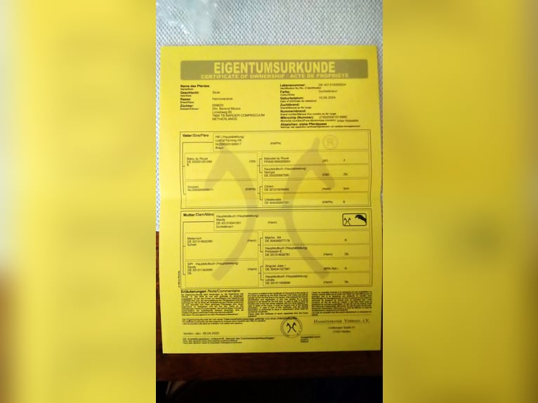 Hannoveriano Yegua 1 año in Barger-Compascuum