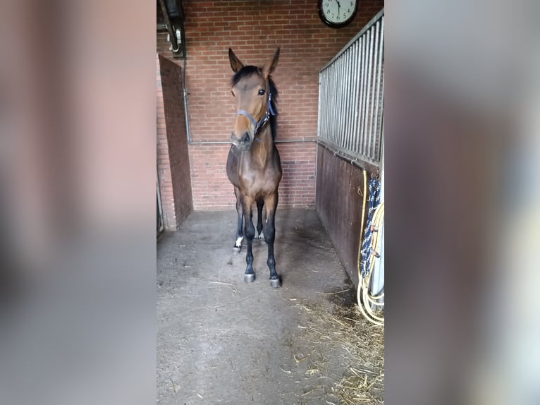 Hannoveriano Yegua 1 año in Barger-Compascuum