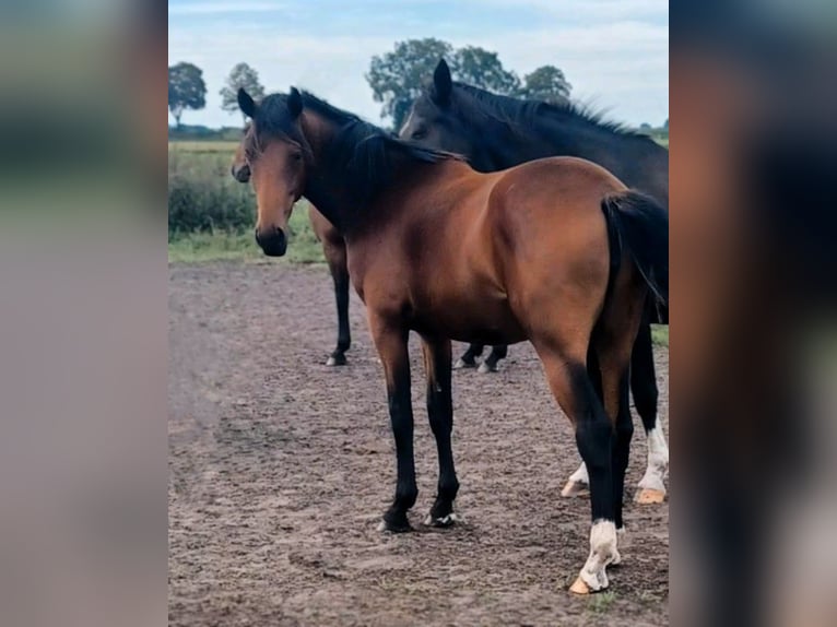 Hannoveriano Yegua 1 año Castaño in Wiesenaue