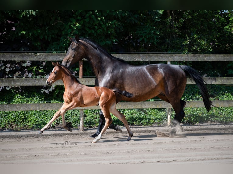 Hannoveriano Yegua 1 año Castaño in Nordhorn