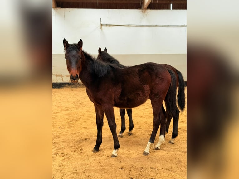 Hannoveriano Yegua 1 año Morcillo in Didderse