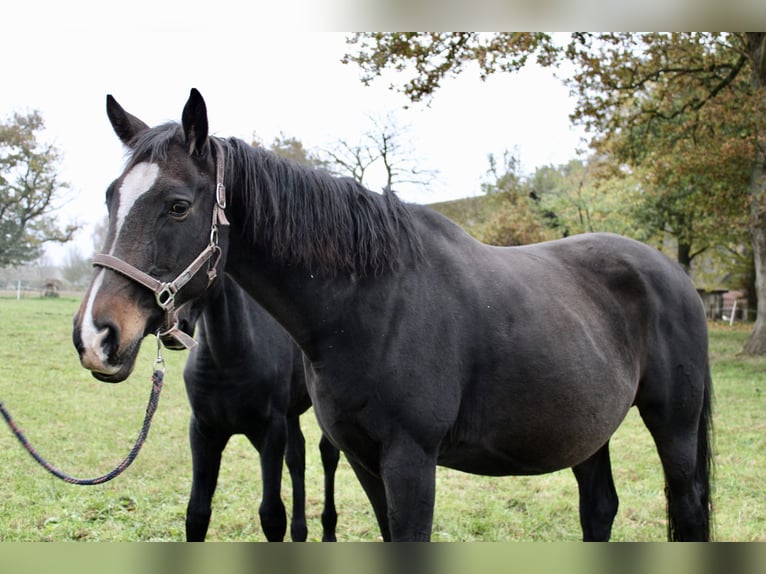 Hannoveriano Yegua 1 año Negro in Anderlingen