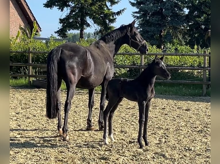 Hannoveriano Yegua 1 año Negro in Kevelaer