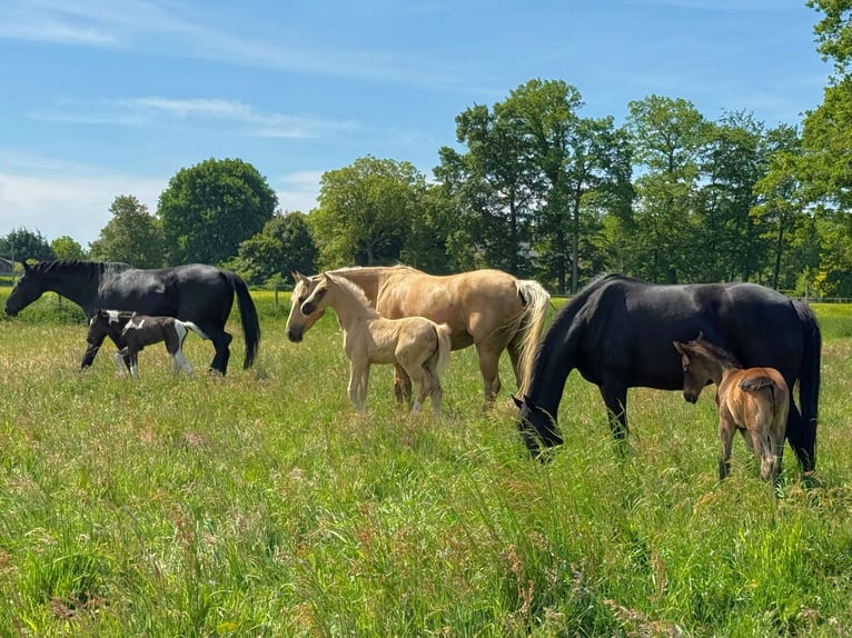 Hannoveriano Yegua 1 año Palomino in Raddestorf