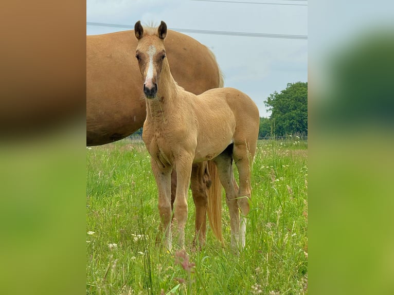 Hannoveriano Yegua 1 año Palomino in Raddestorf