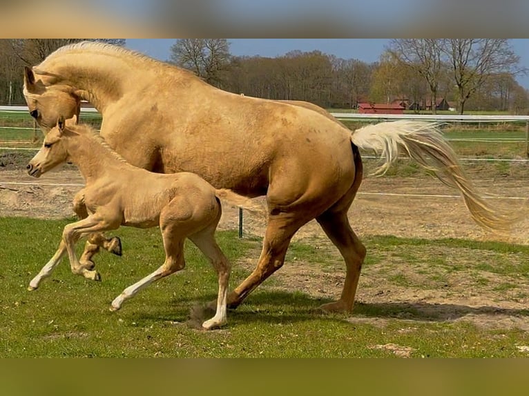 Hannoveriano Yegua 1 año Palomino in Raddestorf