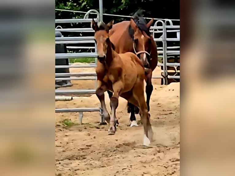 Hannoveriano Yegua 1 año Tordo in Schiffdorf