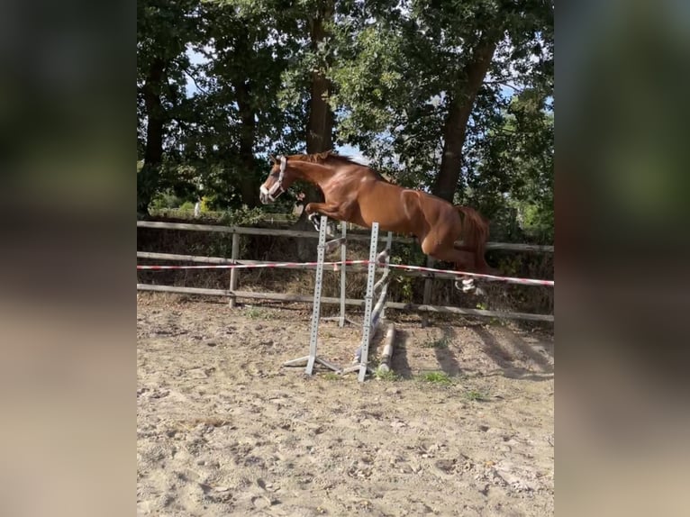 Hannoveriano Yegua 20 años 168 cm Alazán in Leer (Ostfriesland)