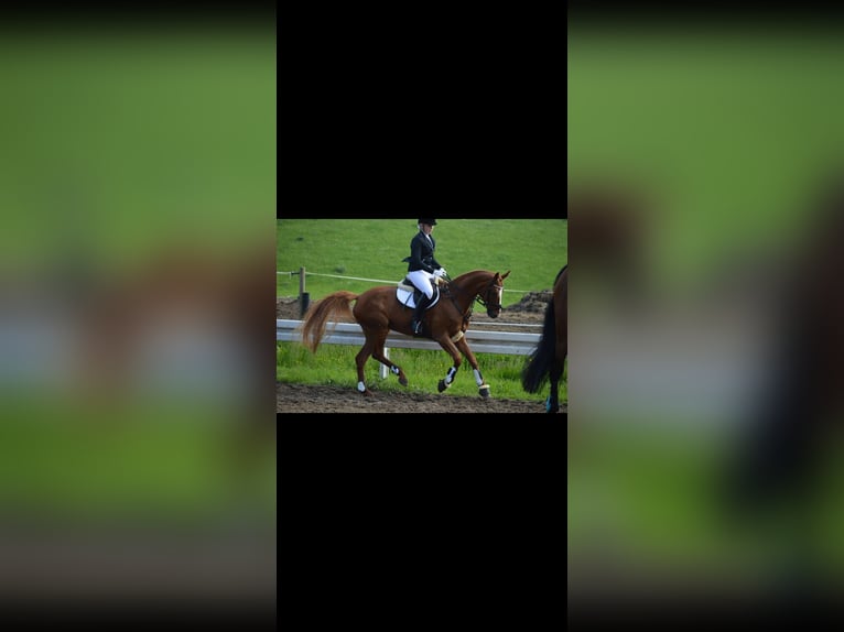 Hannoveriano Yegua 20 años 168 cm Alazán in Leer (Ostfriesland)