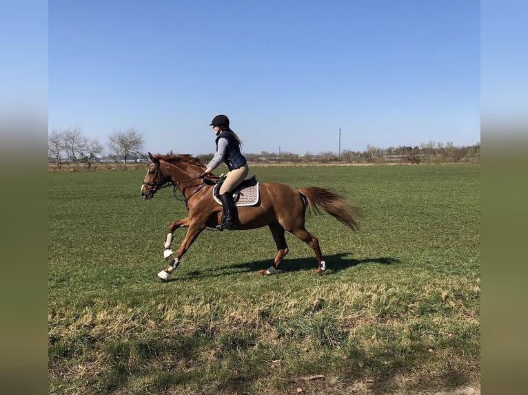 Hannoveriano Yegua 20 años 168 cm Alazán in Leer (Ostfriesland)