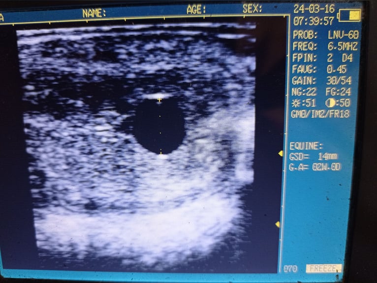 Hannoveriano Yegua 20 años 168 cm Alazán in Mücheln (Geiseltal)