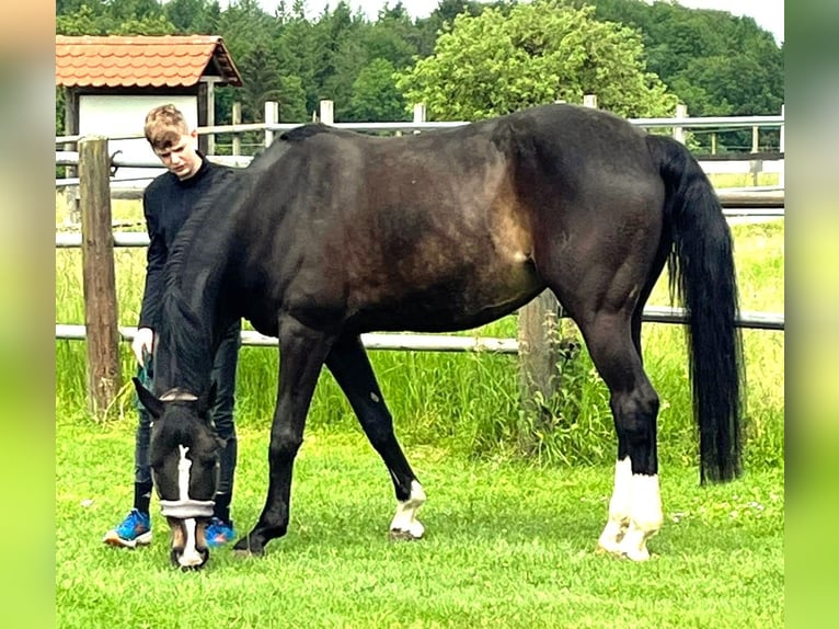 Hannoveriano Yegua 20 años 168 cm Castaño in Meckenbeuren
