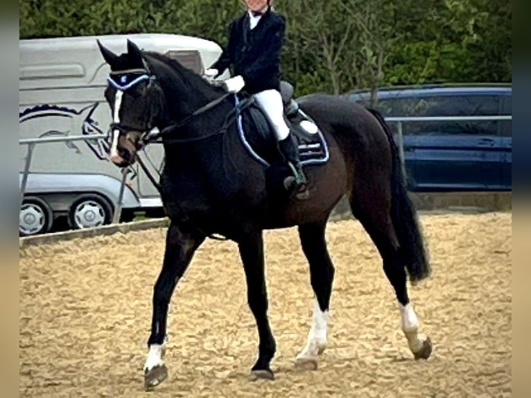 Hannoveriano Yegua 20 años 168 cm Castaño in Meckenbeuren