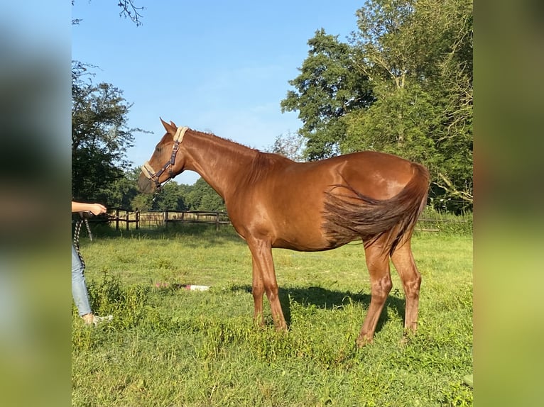 Hannoveriano Yegua 2 años 159 cm Alazán in Ottersberg