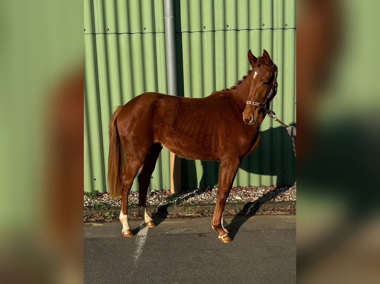 Hannoveriano Yegua 2 años 160 cm Alazán in Gescher