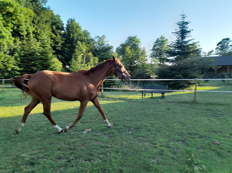 Hannoveriano Yegua 2 años 160 cm Alazán in Gescher
